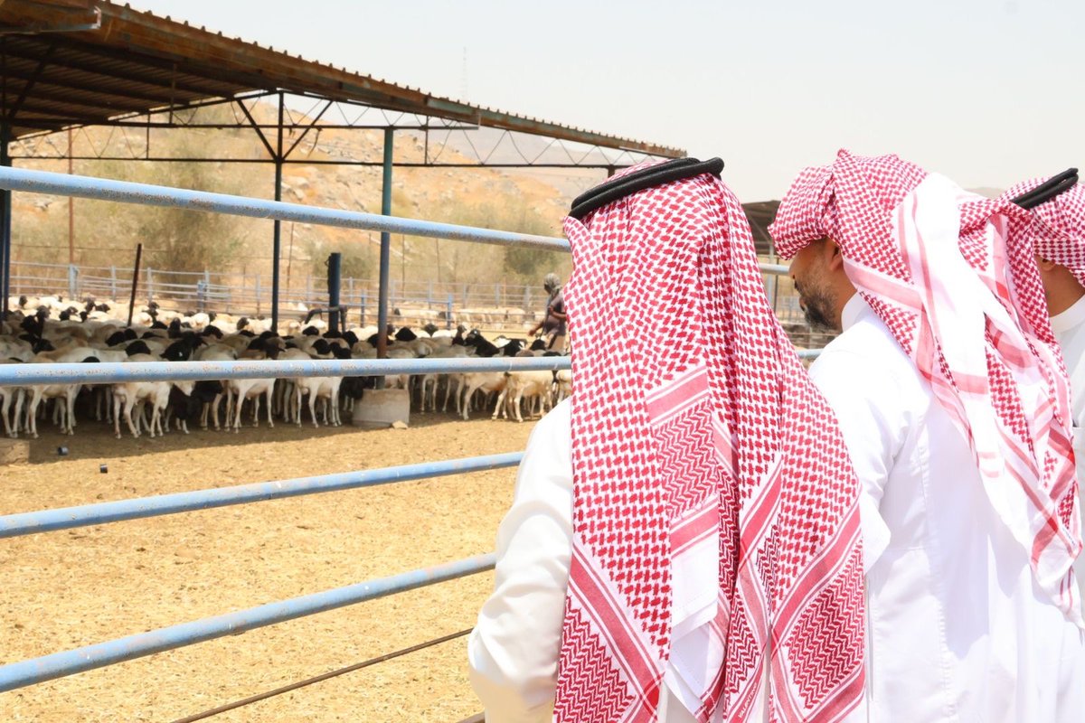 #جولات_وقاء | جانب من الزيارة التفقدية لسعادة الرئيس التنفيذي لمركز #وقاء لمتابعة سير الأعمال الميدانية بالمشاعر المقدسة والتأكد من جاهزيتها لموسم #الحج #1445هـ.
#وقاء_يهتم_بأضحيتك
#يسر_وطمأنينة