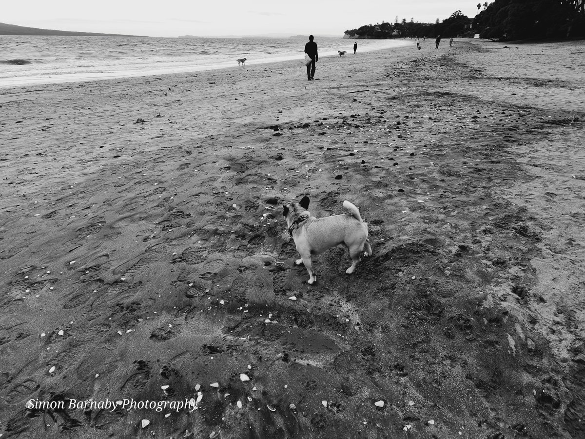Simon_B_Photo's tweet photo. Wednesday 5th June winter, a cold early morning In Takapuna. I was just not feeling creative, so I thought I'd shoot like I was feeling, black and white and let my pictures tell my story of my walk to the beach, 

#photography https://t.co/l4wv1qCILL