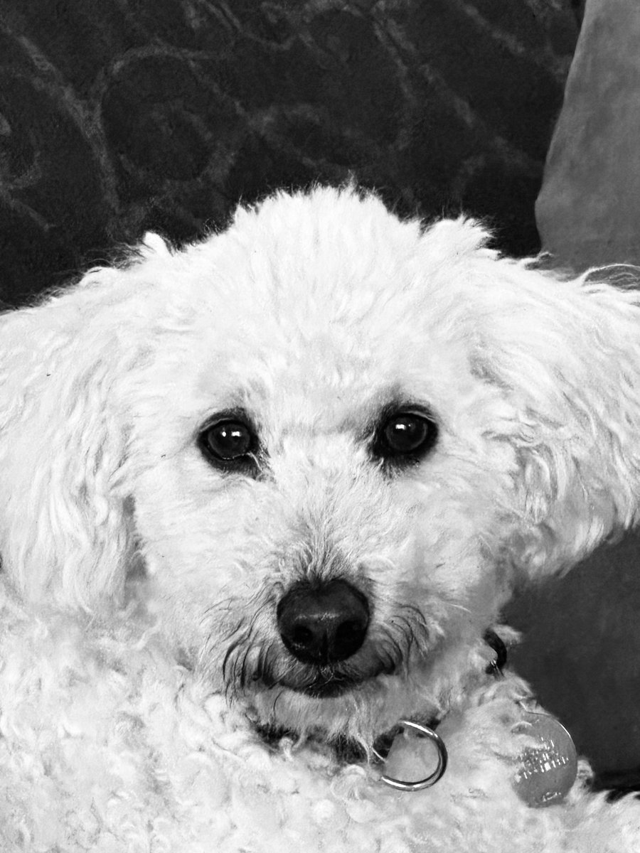 mudwinmudwin's tweet photo. @Phil_Sledge Snowy https://t.co/DNzmYu5pdA