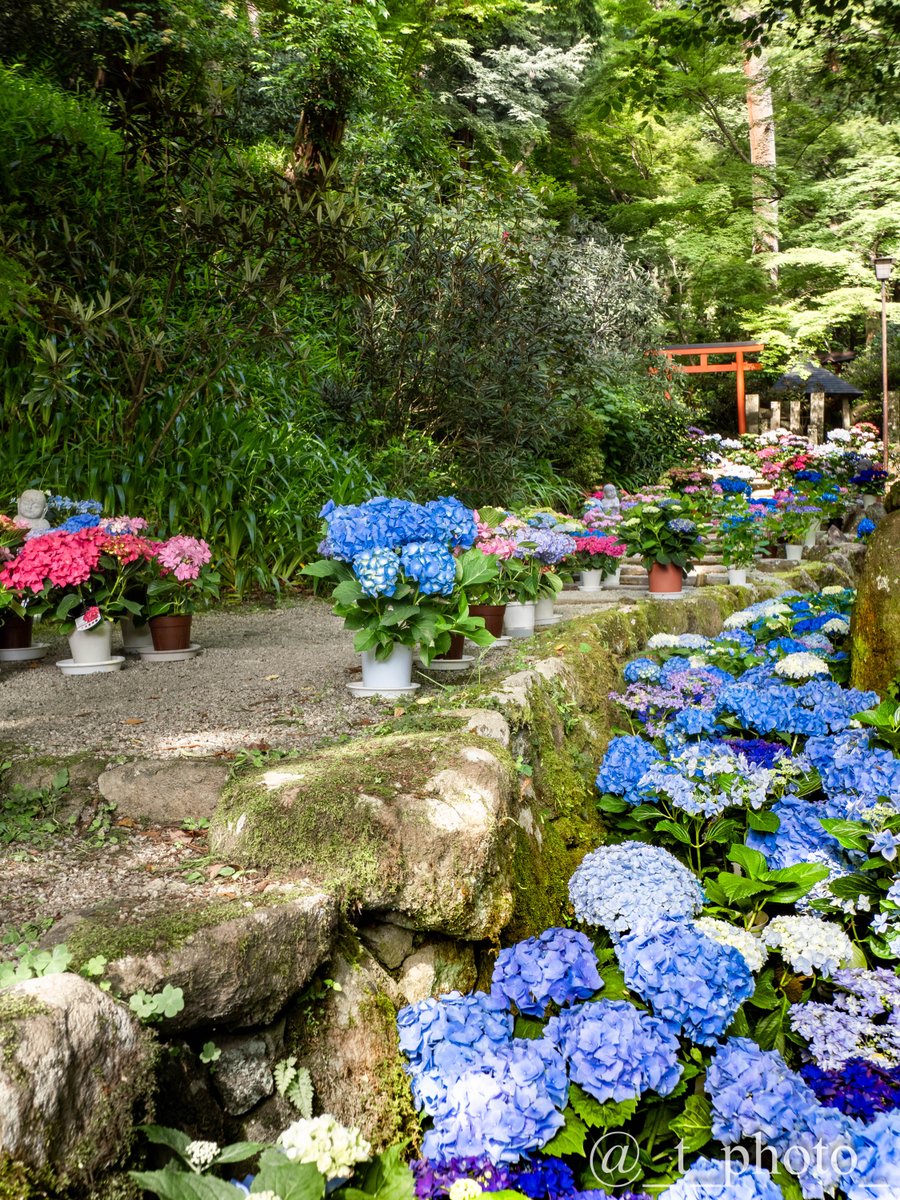 今年も紫陽花で彩られた参道が素敵です

#岡寺 #あぢさゐ回廊 #紫陽花