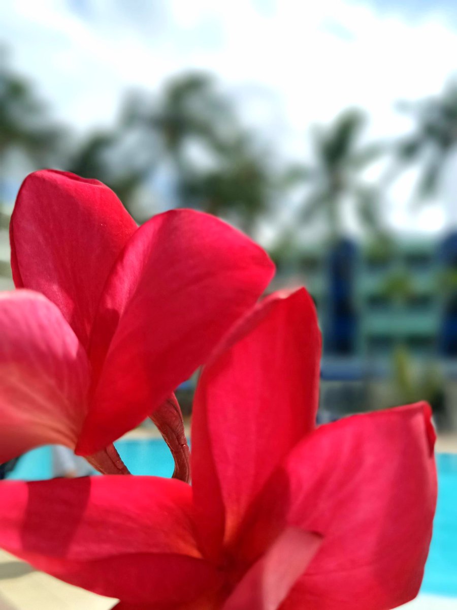 ClubTropicalVro's tweet photo. Hoy, es una fecha ideal para dedicarnos a detallar la belleza natural que nos rodea, así como su importancia.
  Juntos cuidemos nuestro #MedioAmbiente para que las futuras generaciones disfruten de tal espectáculo de la vida.
#diadelmedioambiente #GenteQueSuma #VaraderoTravel https://t.co/WAA7B2fvIO