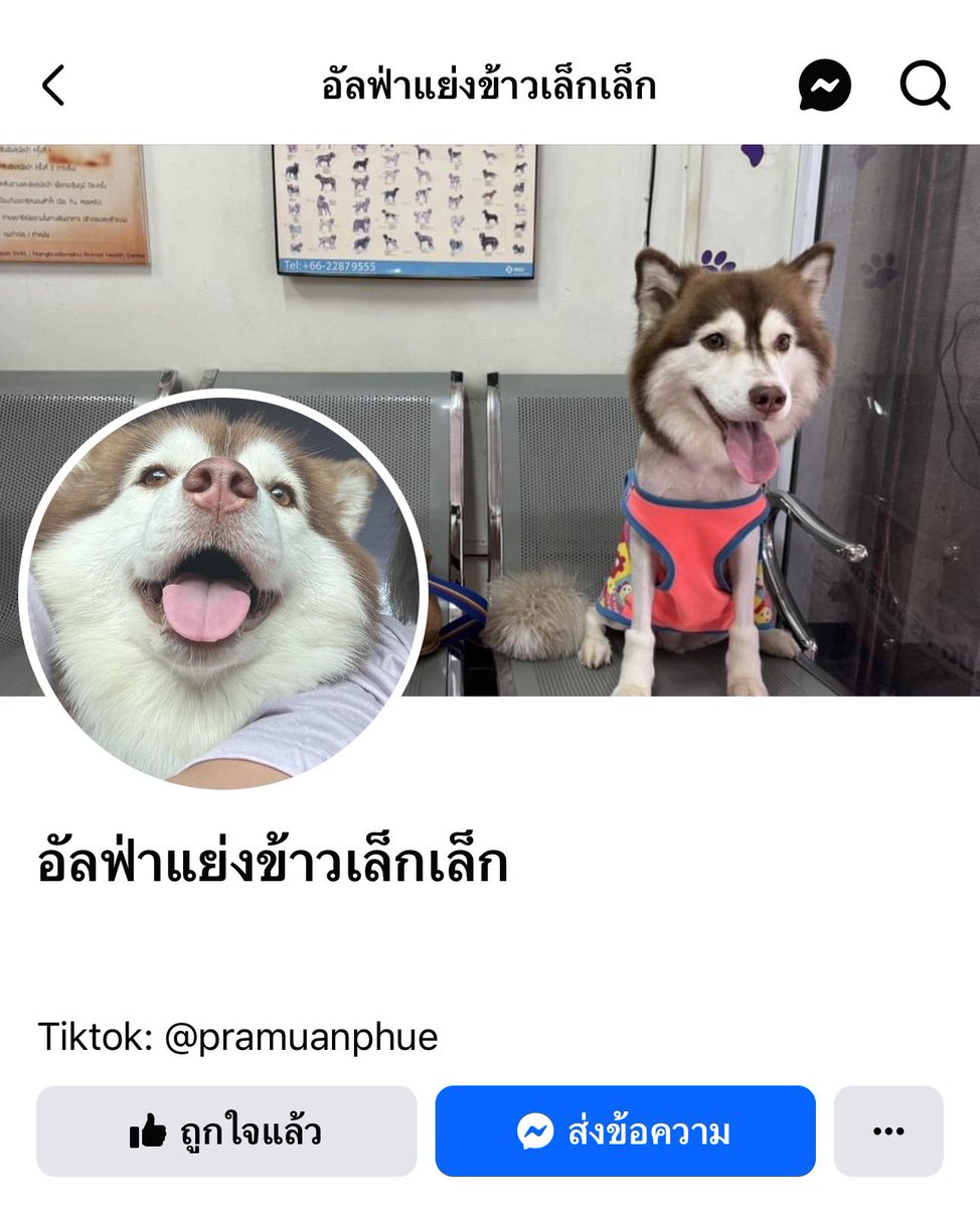 Nonoriseeme's tweet photo. เจ้าของใหม่ ทำช่องทางการติดตามความน่ารักของน้องเล็กเล็กกับน้องอัลฟ่า ติดตามเพจเฟสและติ้กตอกของน้องได้เลย น้องดูสดใสมีความสุขขึ้นเยอะมาก 💖 #ไซบีเรียน #หมวยเล็ก https://t.co/Uoi56SH4G1