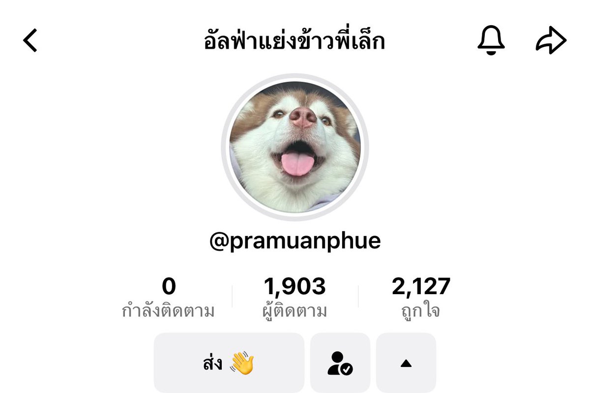 Nonoriseeme's tweet photo. เจ้าของใหม่ ทำช่องทางการติดตามความน่ารักของน้องเล็กเล็กกับน้องอัลฟ่า ติดตามเพจเฟสและติ้กตอกของน้องได้เลย น้องดูสดใสมีความสุขขึ้นเยอะมาก 💖 #ไซบีเรียน #หมวยเล็ก https://t.co/Uoi56SH4G1