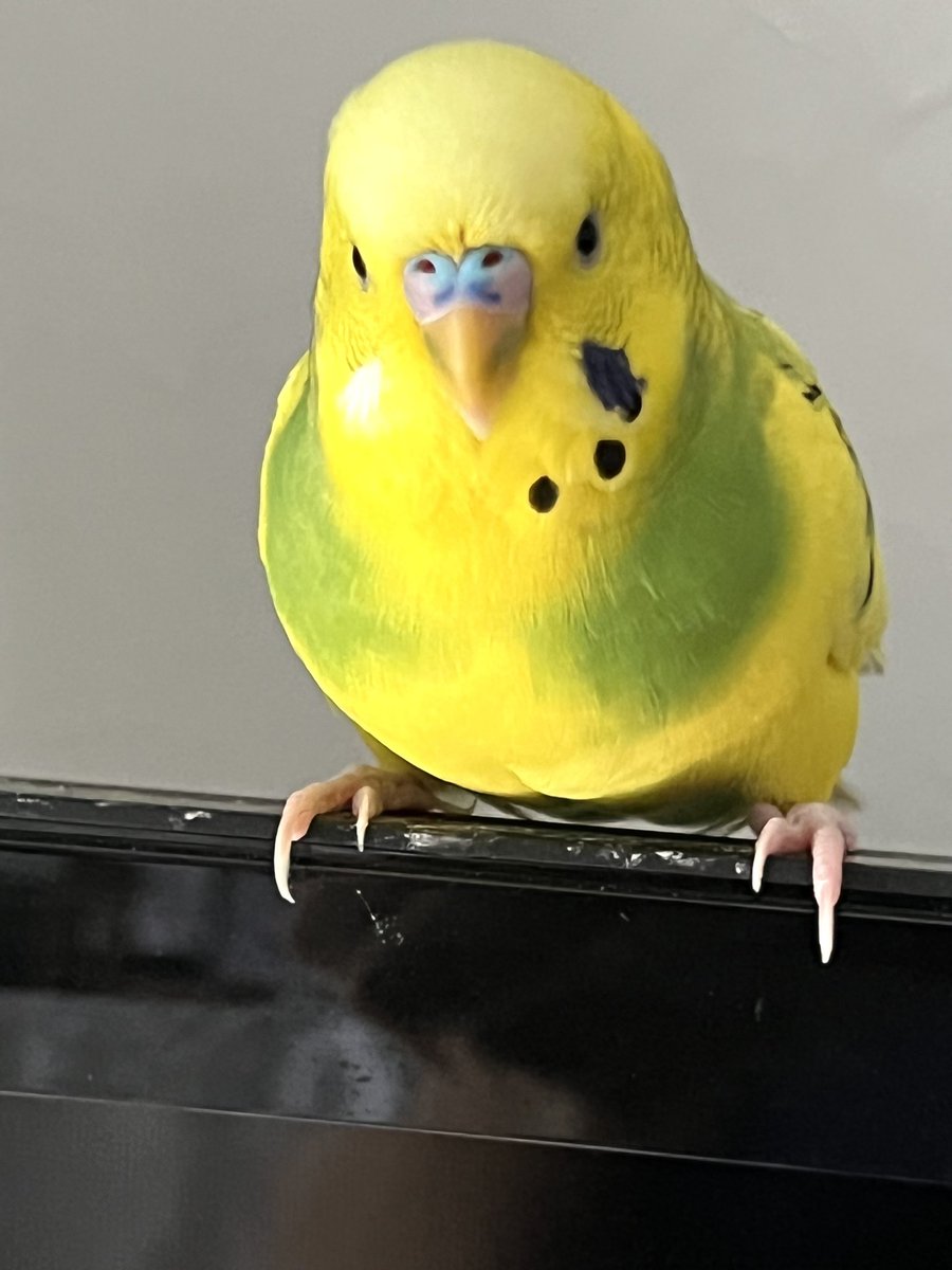 riocoaya's tweet photo. むーちゃんが居なくなってから1ヶ月経ちました。どんなに手を尽くして探しても見つかりません。でも絶対に諦めません。むーちゃんの帰りを家族全員待ち続けています。
いつもRT，拡散ありがとうございます。

#セキセイインコ　#迷子　#保護　#鳥　#埼玉　#川越 https://t.co/vaAMo14CZh