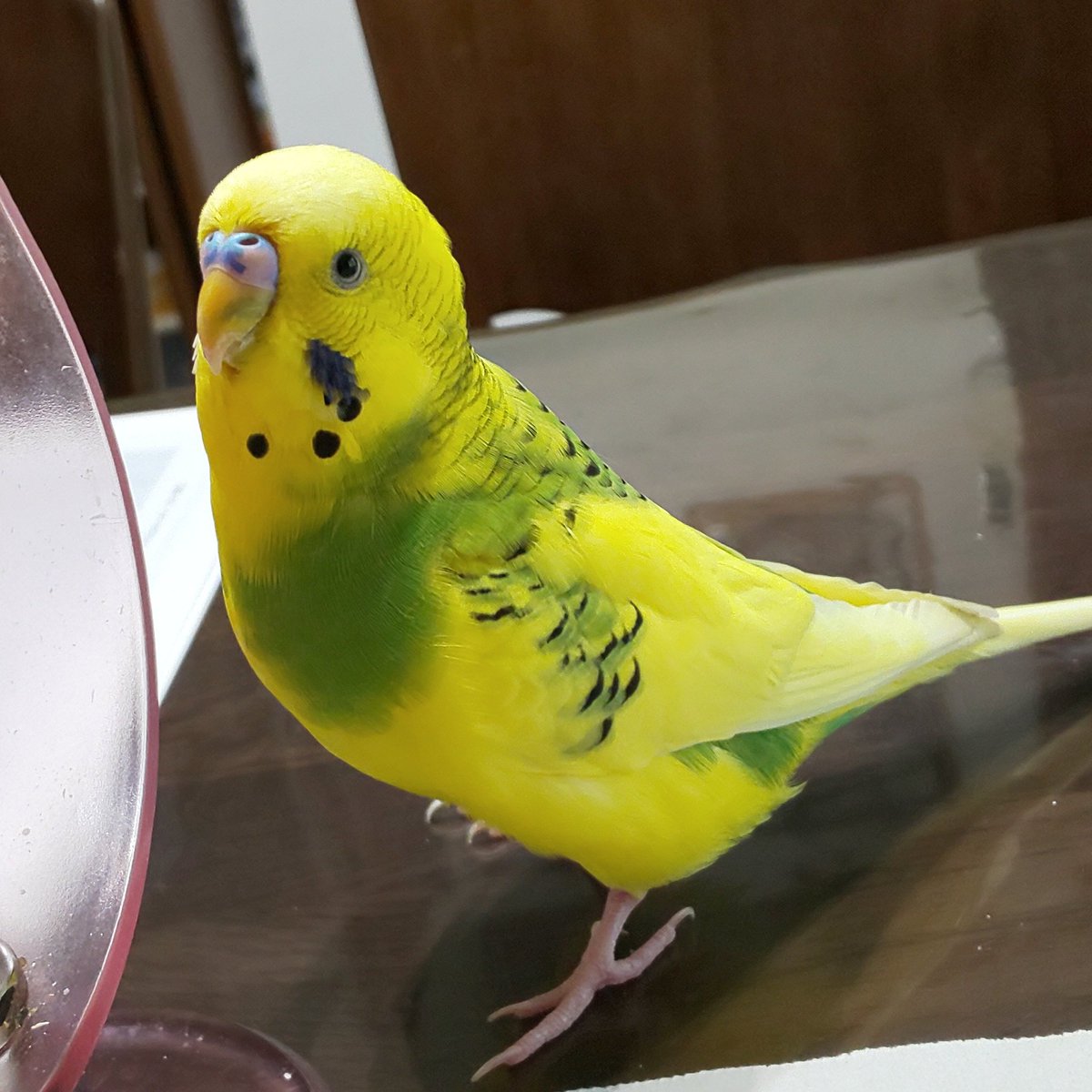 riocoaya's tweet photo. むーちゃんが居なくなってから1ヶ月経ちました。どんなに手を尽くして探しても見つかりません。でも絶対に諦めません。むーちゃんの帰りを家族全員待ち続けています。
いつもRT，拡散ありがとうございます。

#セキセイインコ　#迷子　#保護　#鳥　#埼玉　#川越 https://t.co/vaAMo14CZh