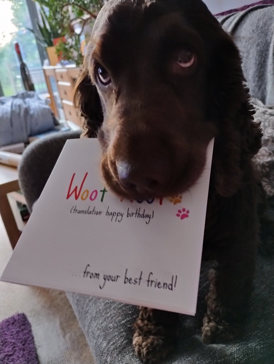 Happy Birthday <a href="/geekcubed/">Ian</a> not sure you are going to get Doug's card..... #cockerspaniels #puppyeyes