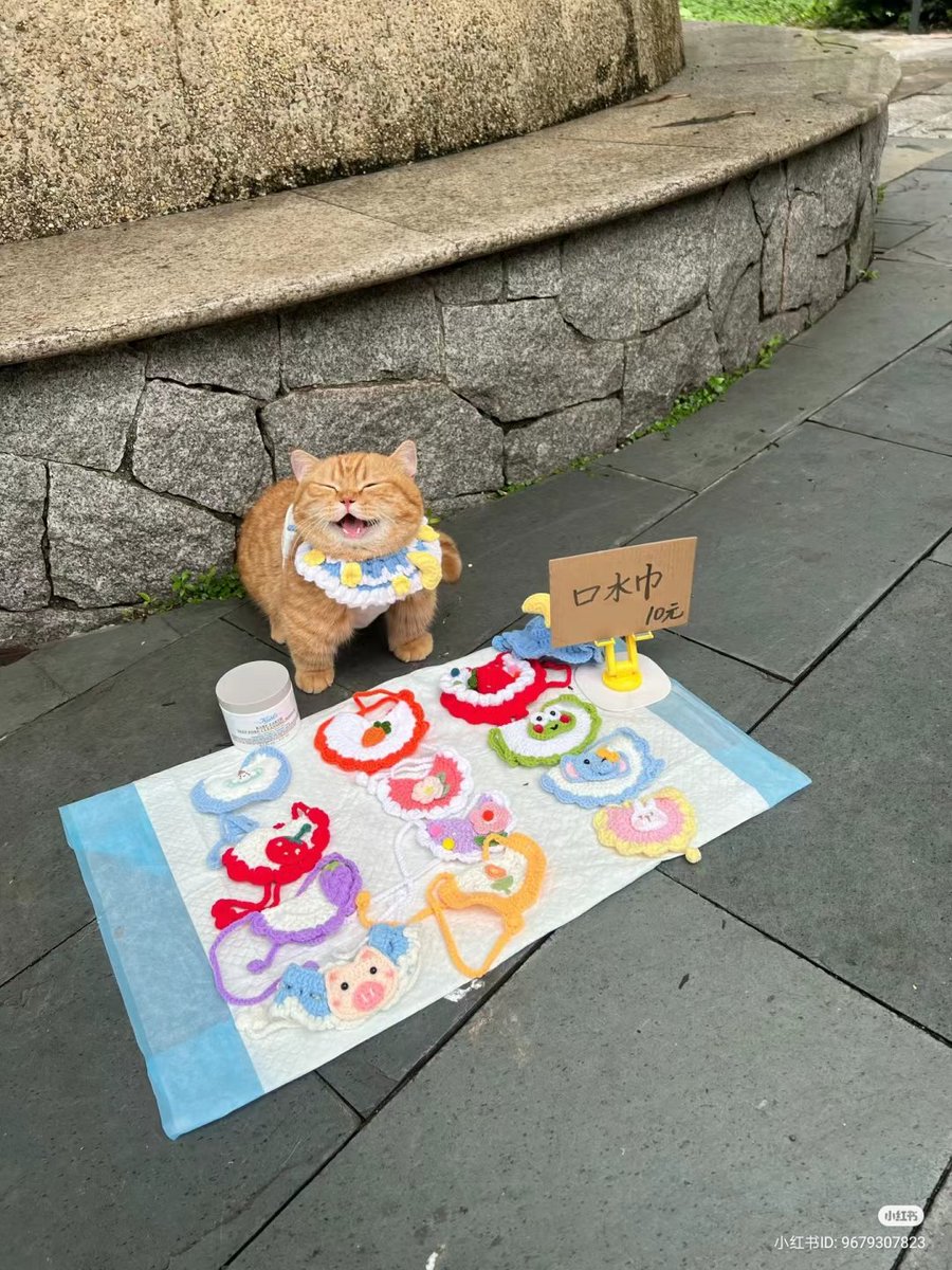 No Context Cats tweet media