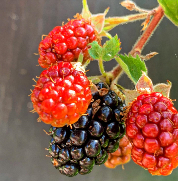 talltalestogo's tweet image. First
 
 Blackberry delight /
 at the end of a bramble. /
 The first ripening.
 .
 .
 #blackberry #bramble #ripen #delight #first #poem #poetry #haiku #photo #davidebooker #oldnorthknoxville #june #monday #060622 #2022