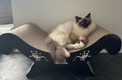 3fatcatsuk's tweet image. 🎉 Elevate your cat&apos;s lounging experience to the next level! 🏡 Treat your furry friend to the best with our range of attractive alternatives! 🌿 Visit our website for more purr-fect choices wix.to/T8WZv3P 🛋️ #ModernCatFurniture #UniquePieces #PawApproved