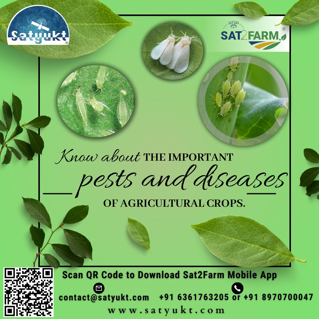 It's important to note that specific #pestsanddisease can vary depending on the #crop, region, and environmental conditions. To protect your crop from such important agricultural pests and diseases, download the #Sat2Farm app Google Play Store- play.google.com/store/apps/det…