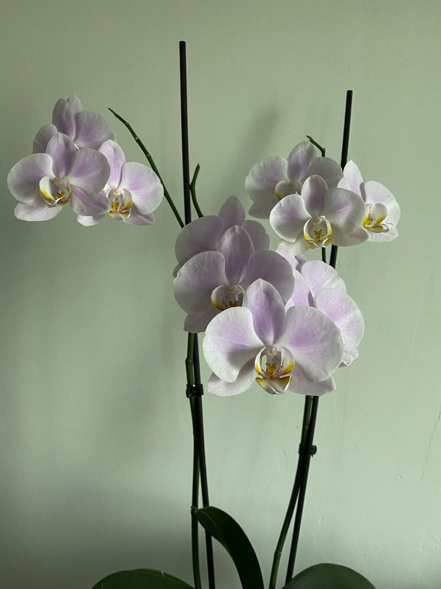 AdaHermann2's tweet photo. Update 🌸 https://t.co/dGUINYFNXh