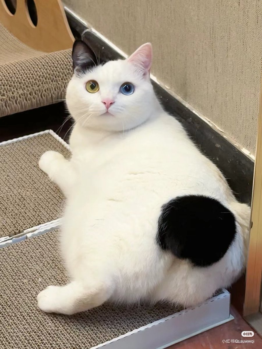 nocontextscats's tweet photo. 🍑 https://t.co/xz6b2Qinna