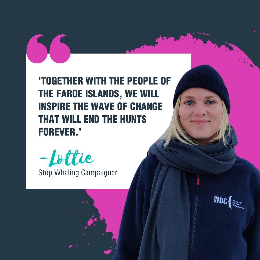 whalesorg's tweet photo. You are probably as saddened as we are by the cruel pilot whale hunts on the Faroe Islands. At least 140 individuals were brutally killed last Saturday. The suffering these whales have endured is unimaginable.

What can we do about it? Change can and will only come from within, but the good news is that there are many people in the Faroe Islands who want to stop the hunts.

We need to understand why Faroese people defend the hunts and support those who want the hunts to stop. So we’ve surveyed the population to find out why people are in favour of the slaughter, and we are building connections with Faroese activists. The growing anti-whaling movement in Iceland is proof that this approach gets results  💪

As the saying goes, ‘you protect what you love’, so we need to inspire Faroese people to value whales for the awesome, thinking and feeling beings that they are, and awaken an understanding that a healthy planet needs whales. #SaveTheWhaleSaveTheWorld