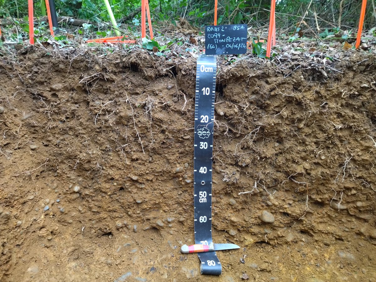 #rmqs #gissol l'équipe #sols de <a href="/BdxSciencesAgro/">BordeauxSciencesAgro</a> est venue à bout de ce PEYROSOL (sol à charge d'EG très imp) à Monpezat 64. Str en petits polyèdres caract d'1 présence d'Al ds sol. A verif av analyses.proche vignes  #Madiran <a href="/InfoEtSols/">Info&Sols INRAE Orléans</a>