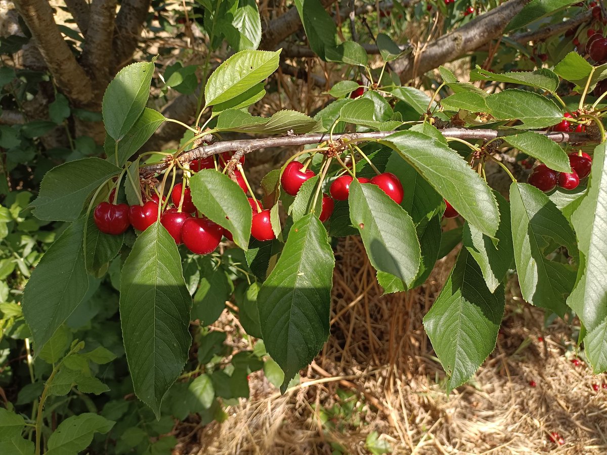 JuliaNoriega13's tweet image. 🍒El #ValleDelJerte está en plena campaña de recogida de cerezas

🔺@soprodevaje nos muestra la #Cerecera por dentro

🔺Recolectamos #picotas 

🔺Visitamos la Agrupación de Cooperativas

🔺Y degustamos menú &apos;cerecero&apos; en &quot;La Ermita&quot; de Cabezuela

📻 Hoy en @RTVE_Ext @radio5_rne