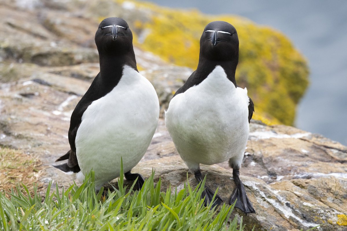 Skomer Island razorbills are so entertaining to watch #razorbills #skomerisland #Pembrokeshire