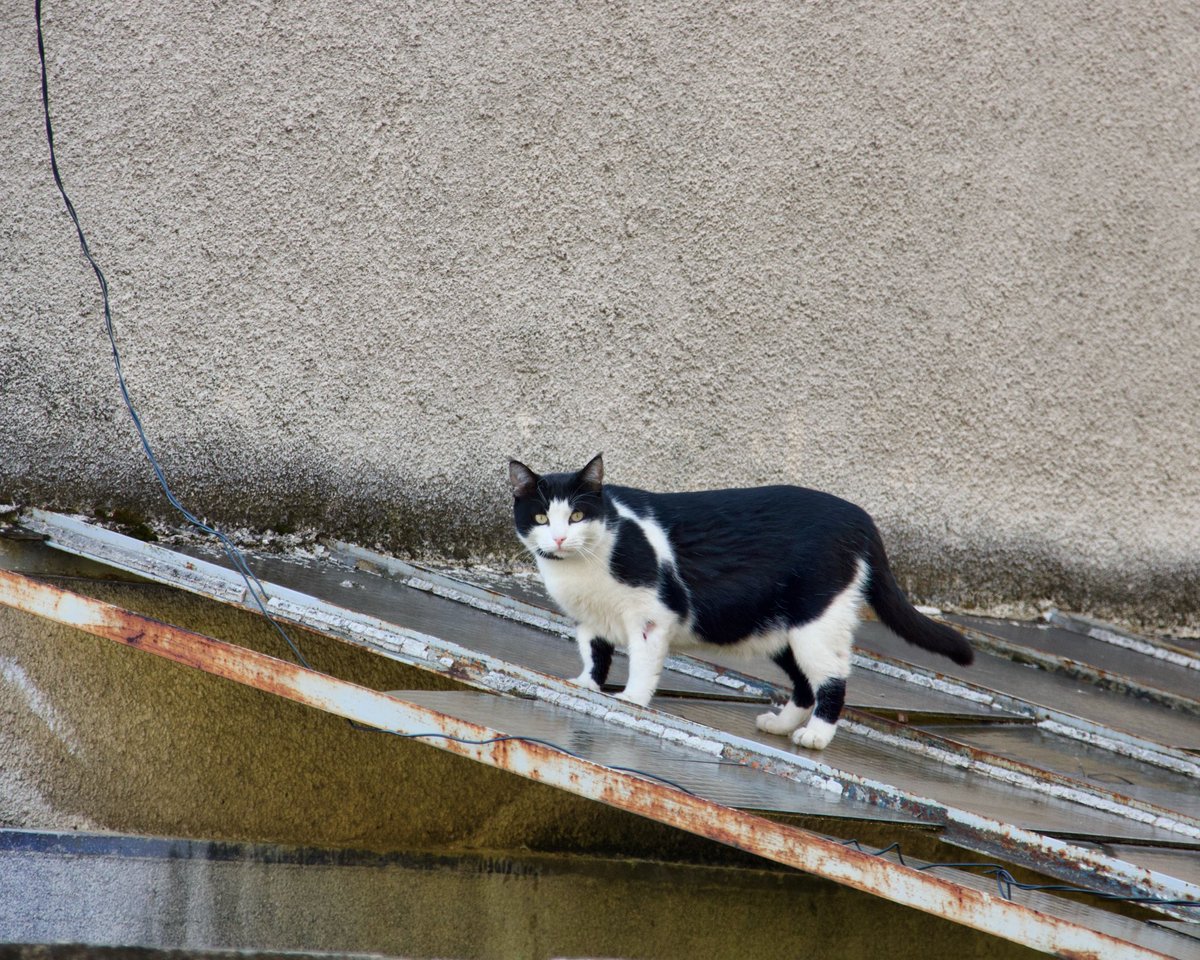 Bucharest stray cat surprised during her patrolling duties. #cat #cats #straycat #bucharest #balkans #southeasteurope #casedeepoca #valentinmandache