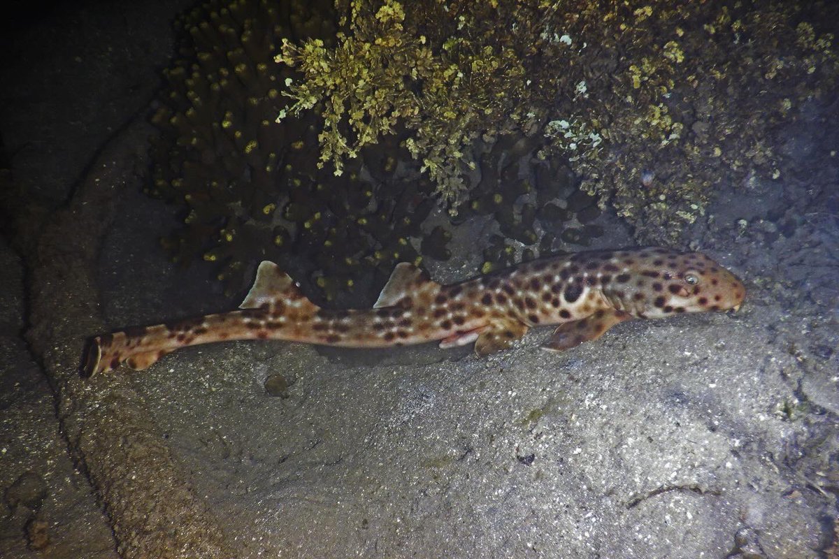 Cantik sekali…

Hiu Berjalan yang bernama latin Helmiscillium Halmahera ini adalah hiu endemik Halmahera yang akhirnya bisa saya temui. Saya mengenal hiu ini pada 2017 dari beberapa situs internet dan sejak saat itu langsung jatuh cinta dengannya.

Halmahera Barat, 5 Juni 2024