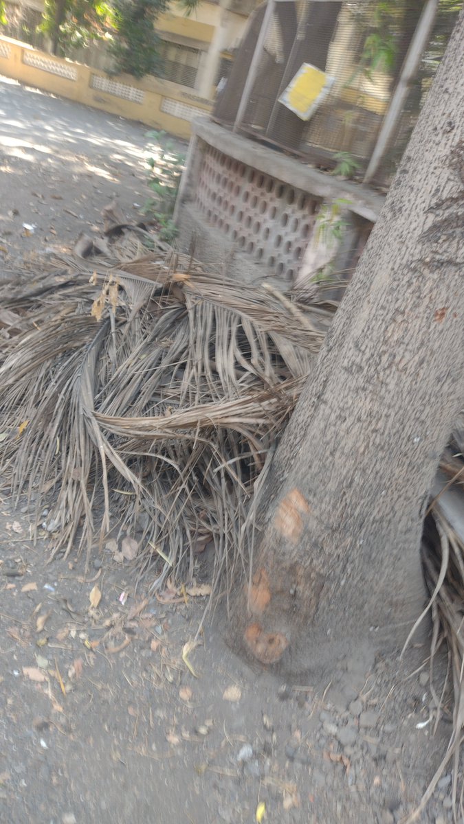 SentinelWachter's tweet photo. Once lives are lost only does @mybmc get into action complaining to @mybmcGardens #Sheetal madame @mybmcWardMW @mybmcWardME regards garden waste accumulated in #sector6 outside #newheaven & #diamond building but has been uncleared for months now. @RoadCrusade @NikLim01 https://t.co/NxvsZLJRNv