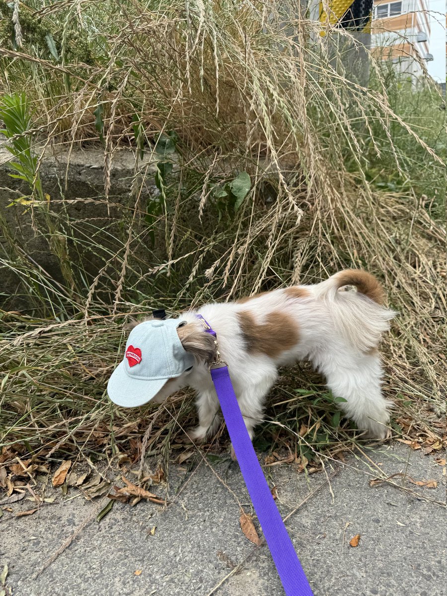 무려 16살 둥이 할배!
노견에게 보호소는 더욱 가혹해요ㅠ
나이에 비해서 피부도 좋고, 기력도 좋고, 산책도 잘하고, 애교도 많아요!
둥이의 마지막 가족이 되어주세요..!
문의 062-571-2808