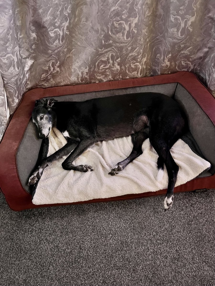 JanNewell6's tweet image. ⁦@CharleyNewell⁩, ⁦@tgalloway72⁩, ⁦@TheJulesMcC⁩ 
At 10pm last night we said goodbye to my beautiful Roxy. She had a stroke during the evening and was in great distress. Martyn held her at the vets until the very end. Taking a break from X