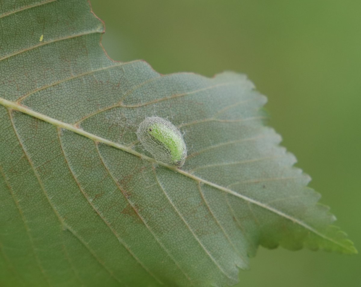 stephenmid's tweet image. Elm Zigzag Sawfly after chewing patterns in leaves, pupates on the underside of a leaf protected by a cocoon. #observatree
