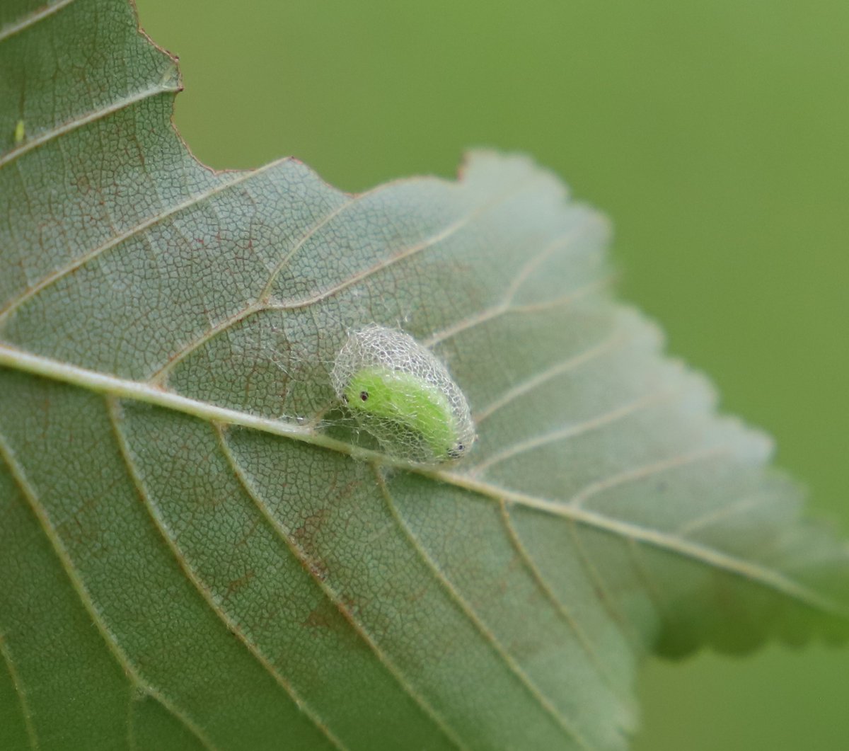 stephenmid's tweet image. Elm Zigzag Sawfly after chewing patterns in leaves, pupates on the underside of a leaf protected by a cocoon. #observatree