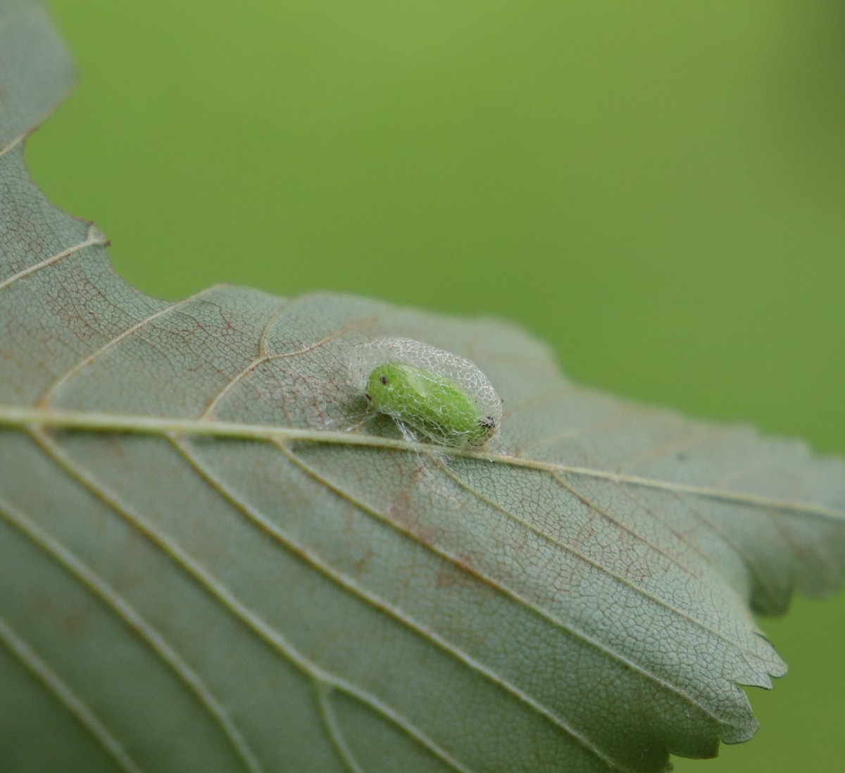 stephenmid's tweet image. Elm Zigzag Sawfly after chewing patterns in leaves, pupates on the underside of a leaf protected by a cocoon. #observatree