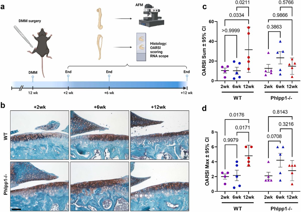 Mechanical changes in murine post-traumatic #osteoarthritis are evident earlier than histological evidence 🐭 Mechanical integrity can also be maintained through Phlpp inactivation, either genetically or pharmacologically 🧬 💊

bit.ly/3WYRnK8