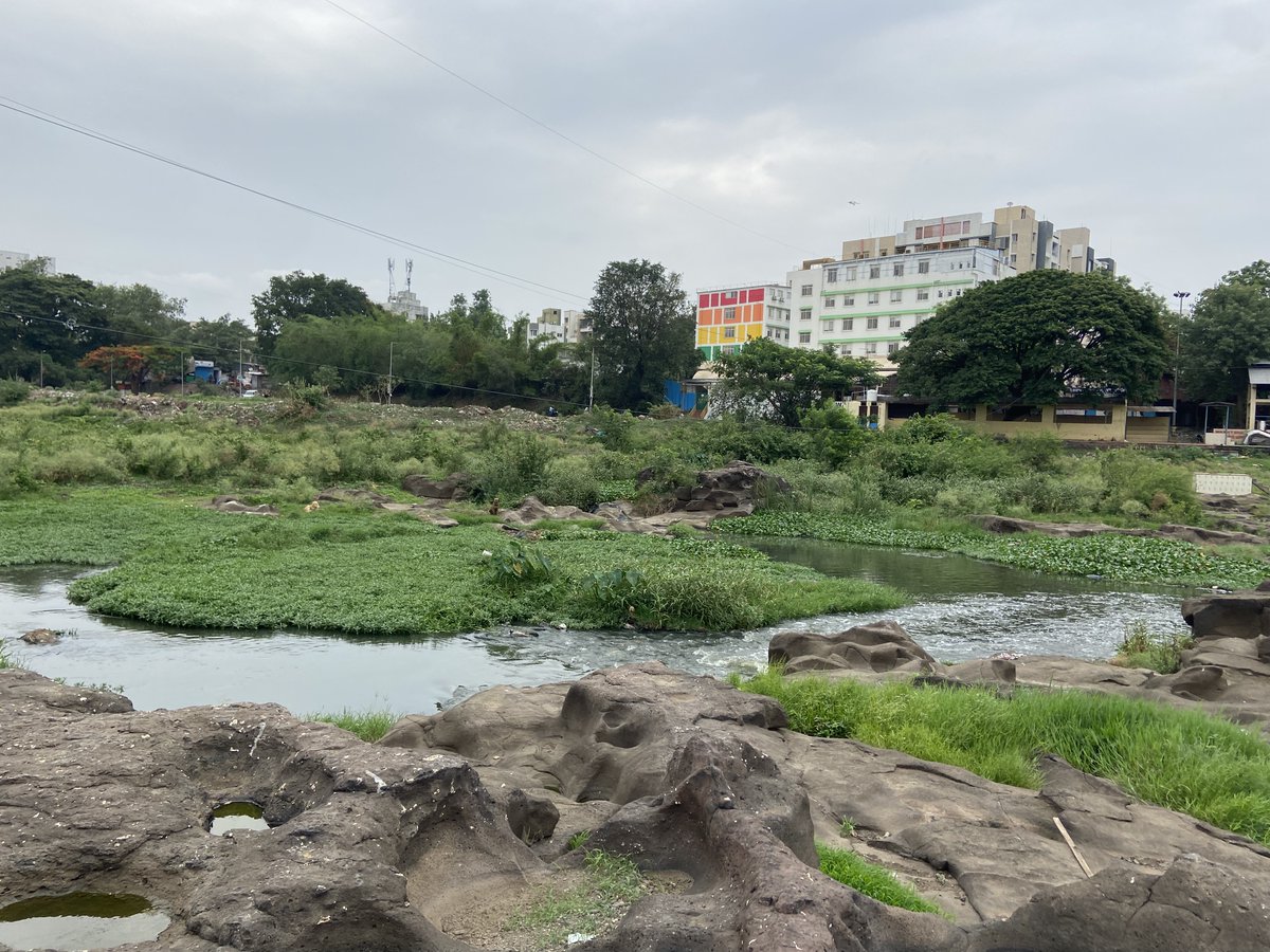 pratyashanayak's tweet image. Entering into the third year of diatom-based river biomonitoring. 
Human interference across the sections of the Mula-Mutha River basin calls for attention towards freshwater resources and the protection of ecosystems @karthickbala @joshiipriyankaa