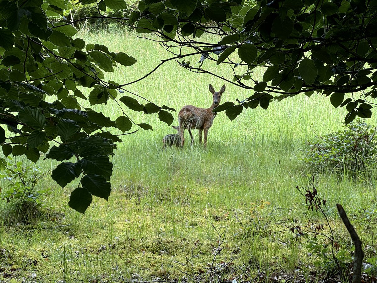 bearfacedmedia's tweet photo. A doe and her fawn in the @lakedistrictnpa yesterday @Parkdeanresorts white cross bay #wildlife #lakedistrict https://t.co/BSXBFmrbKJ