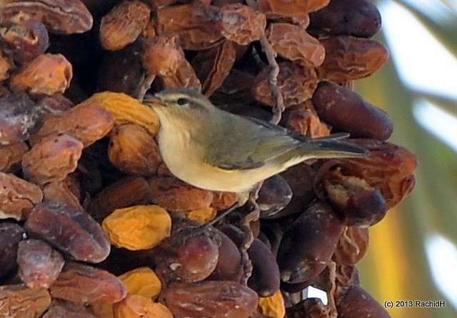 rachidH's tweet photo. #LeafWarbler #Warbler #CommonChiffchaff #Chiffchaff #Phylloscopus #Pcollybita #Pouillot #BecfigueFauvette #Becfigue #AinSokhna #RedSea #Egypt #Ornithology
Rachid H shared a photo with you from the Flickr app! Check it out:
https://t.co/Scq4ofaGes https://t.co/wNfsiqihZ0
