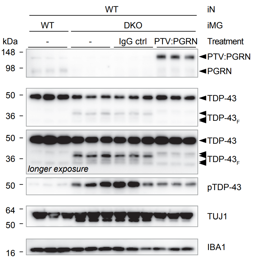 Haass lab tweet media