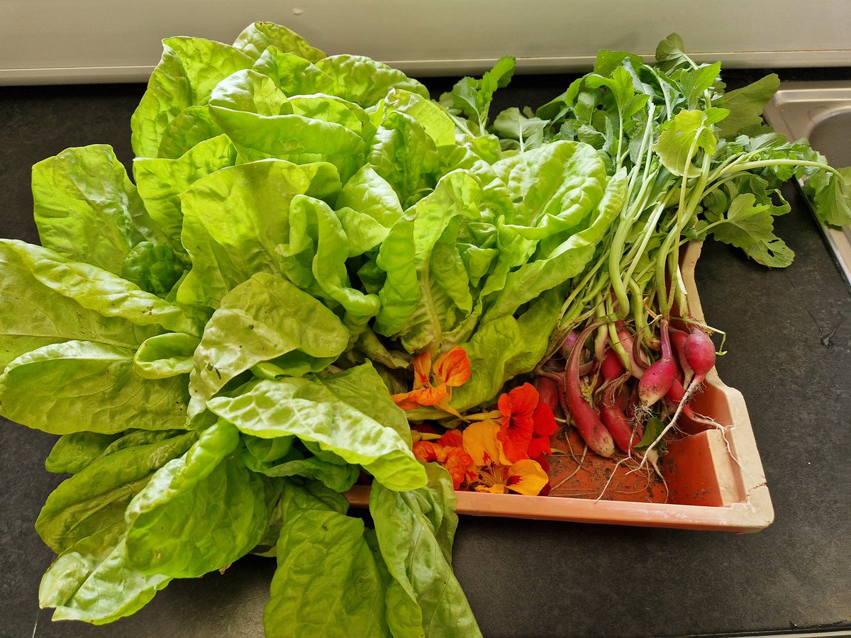 Korean style lettuce cups with lettuce, radish and nasturtiums from the Springwest garden. Fabulous 👌 <a href="/SpringwestA/">Springwest Academy 💙</a> <a href="/SW_Blooms/">Springwest Blooms</a>