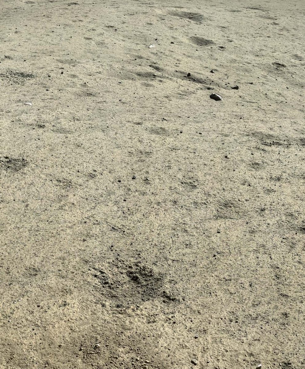 Gabriela Jiménez tweet media