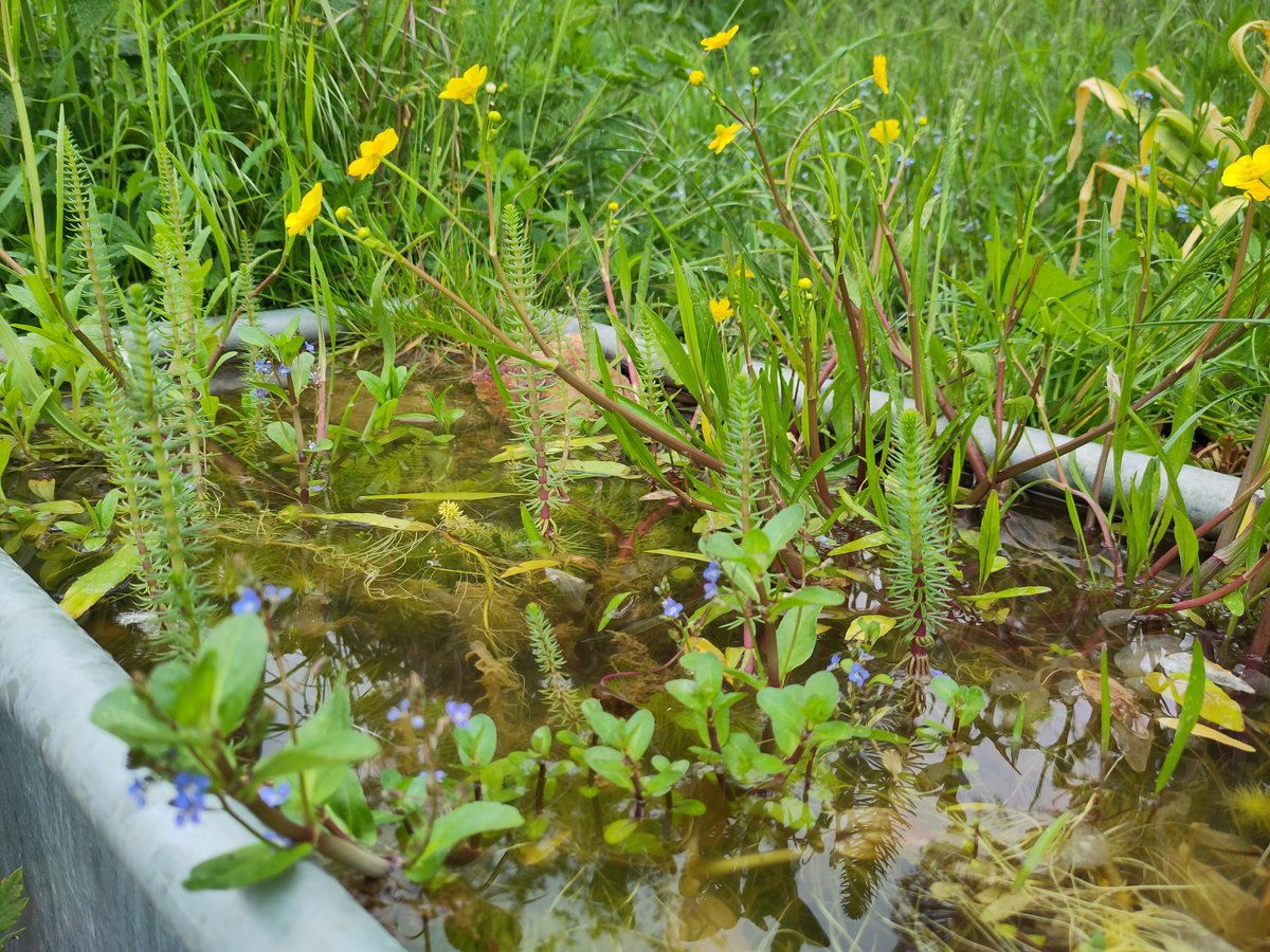Do you know your Hornwort from your Spearwort? Or your Frogbit from your Waterlily? Not sure? Then this is the event for you!
Join us for an introduction to identifying aquatic plants with expert ecologists.
Book here: tinyurl.com/4vwmm9ac

#Plantsinponds #NewLifeOldWest