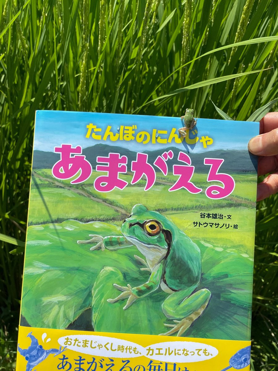 satoehon's tweet photo. 『たんぼのにんじゃ あまがえる』（文溪堂）
谷本雄治（文） サトウマサノリ（絵） https://t.co/LICVpjFuG0