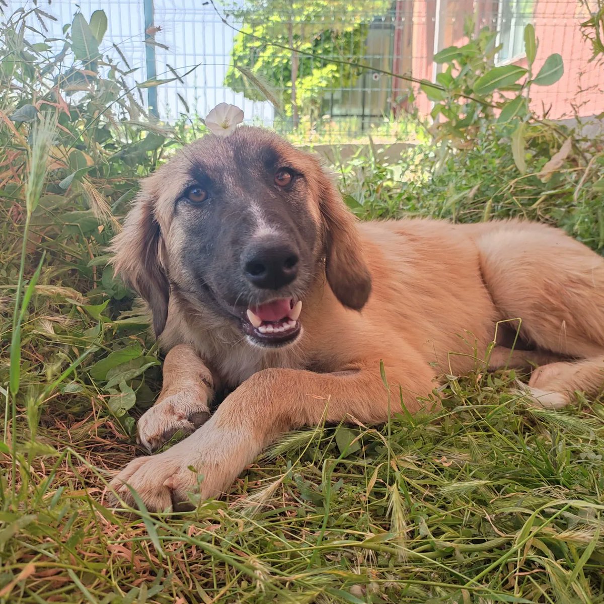 MakuPatiler's tweet photo. Umay, 04.06.2024 tarihinde MAKÜ Hayvan Hastanesi'nde kısırlaştırıldı. 🐾 https://t.co/izfatw2ddy