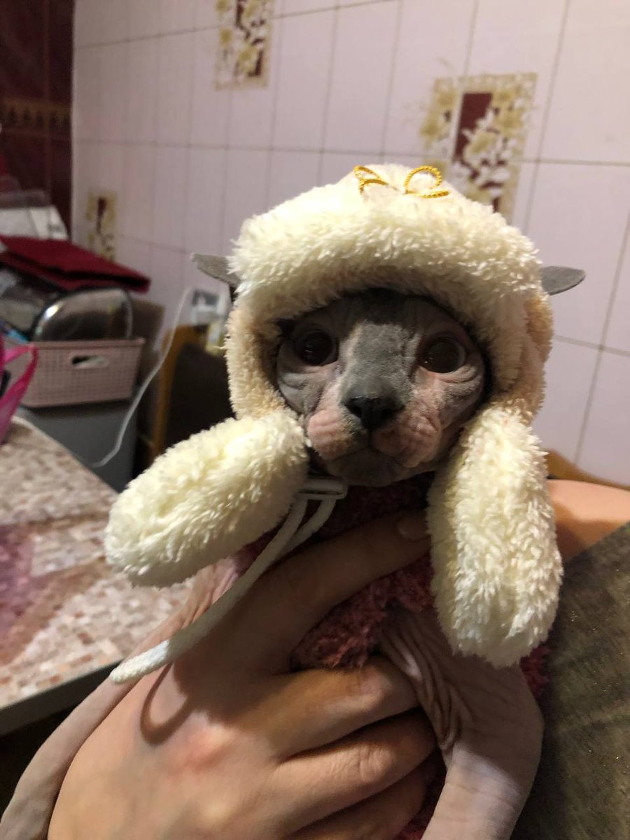 soxdash's tweet photo. ему сегодня годик 🥺 https://t.co/5diROeDVPX