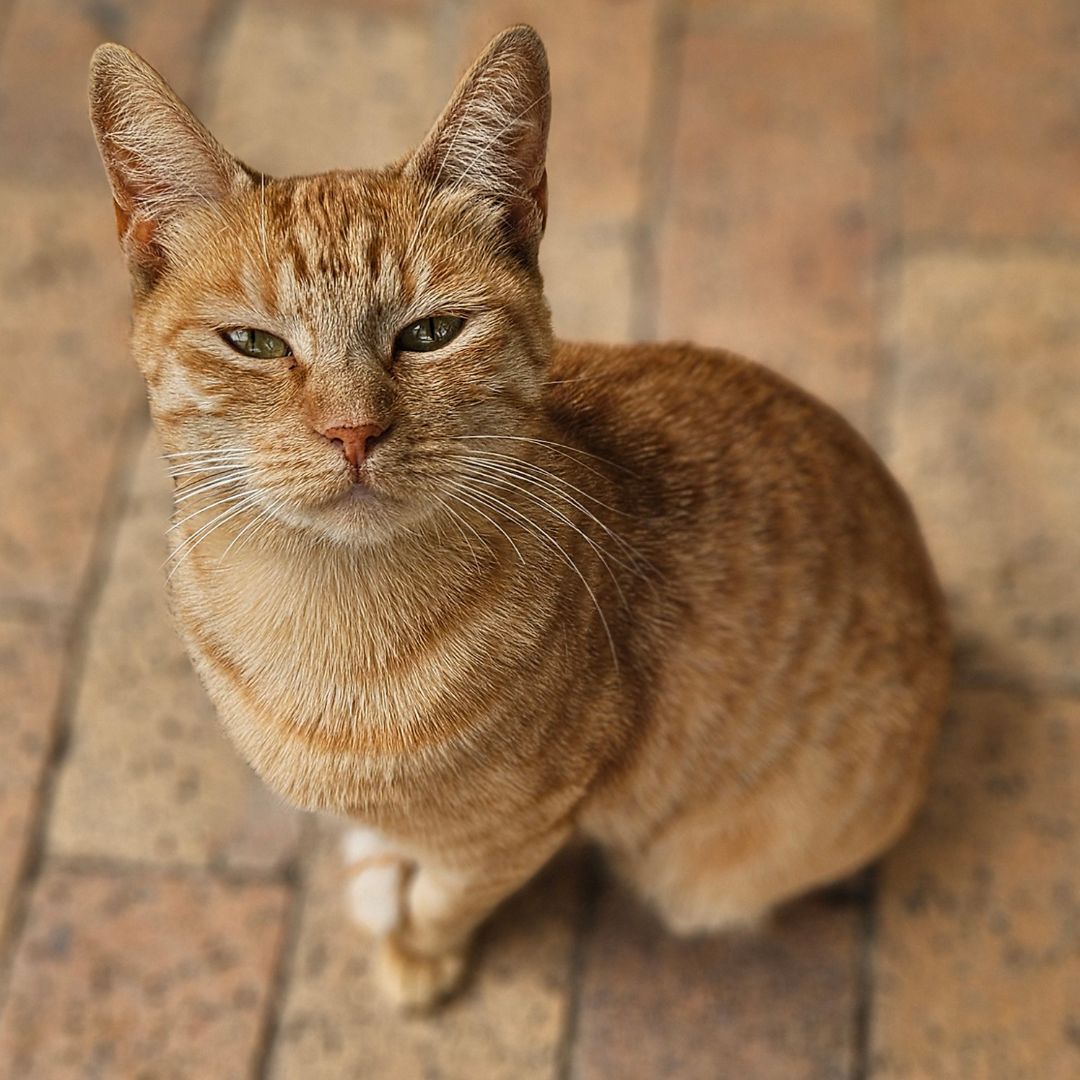 TEARS Animal Rescue tweet media