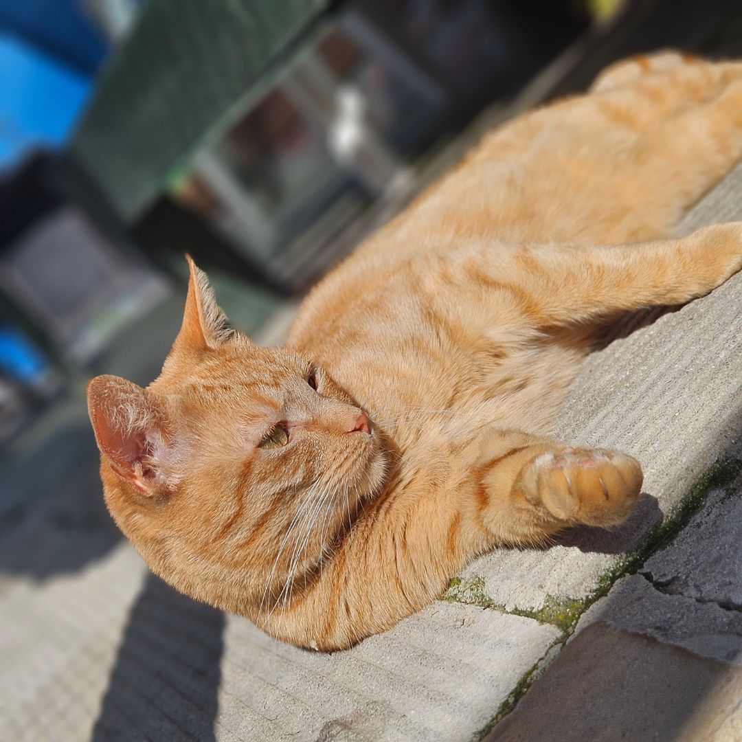 My name is Rue, and I’m here to steal your hearts and find my forever home. Prepare yourselves for an overdose of cuteness, ginger style!

Adopt Rue: tears.org.za/cats/?mgi_29=6…