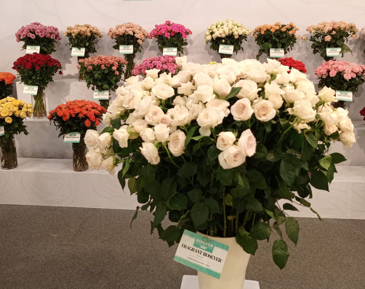 KephisKe's tweet photo. @Kephiske plays a crucial role in the floriculture industry; KEPHIS regularly informs stakeholders of changes in market requirement to ensure compliance &hence flowers exported meet the destination market requirements ,Market access for exporters, Plant variety protection
#IFTEX https://t.co/snGsRDBeVj