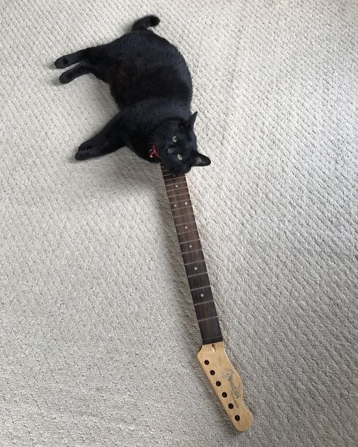 PunchingCat's tweet photo. https://t.co/VIOJw5tixa