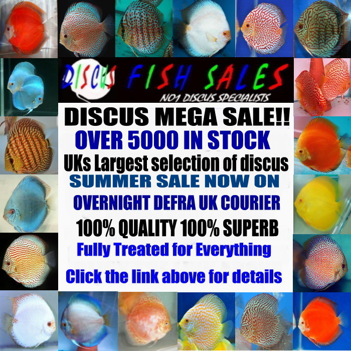 DiscusFishSales tweet picture