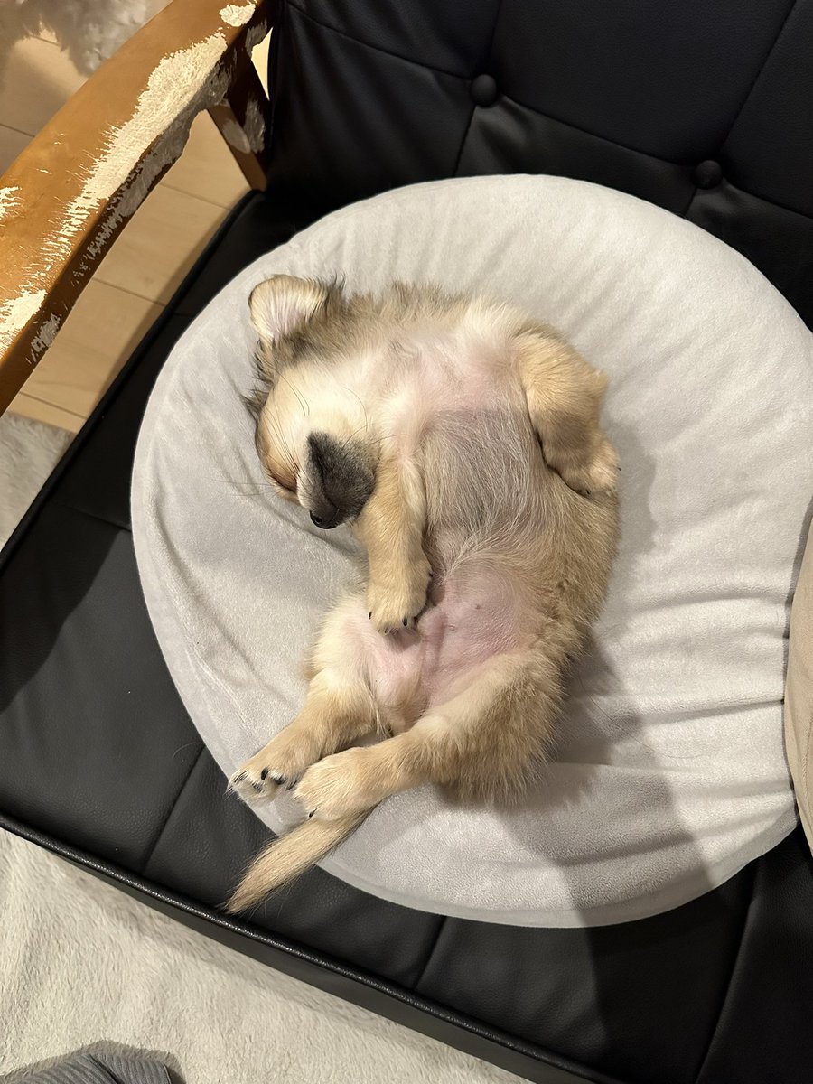 ohagitan's tweet photo. #全日本きもちよさそうに眠るいぬ選手権 https://t.co/sxeCWtY4NR