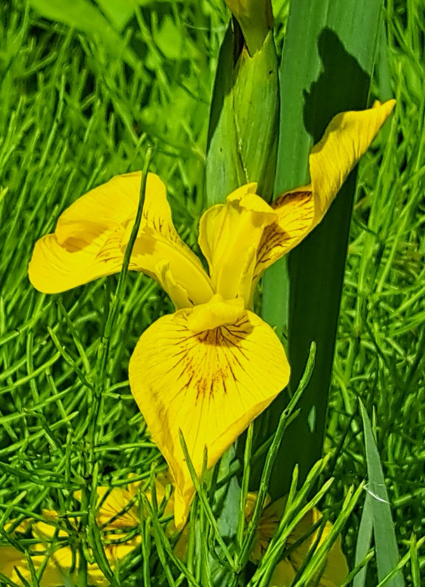 UteSchmid's tweet photo. @RCederfjard Thanks for inviting us to share #flowerphotography. These #beardlessiris are also known as #northernflag (yellow variety) and can be found in wetlands like #basslakeprovincialpark @OntarioParks where these were snapped. #ResidentialTourist #Snowflakelady https://t.co/ynaQq6rsw5