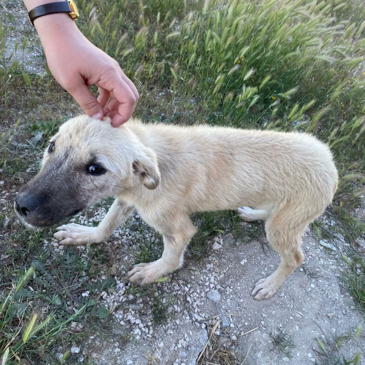 MakuPatiler's tweet photo. ASTERİKS 'İN TEDAVİSİ TAMAMLANDI🐾

07.05.2024 tarihinde deri problemlerinden dolayı tedaviye alınan Asteriks uyuz tedavisinin tamamlanmasının ardından 14.05.2024 tarihinde salındı. 🐶

Tedavisi süresince sabır ve ilgiyle ilgilenen sevgili klinik ekibi üyelerimize teşekkür ederiz https://t.co/tSfkdwn2CU