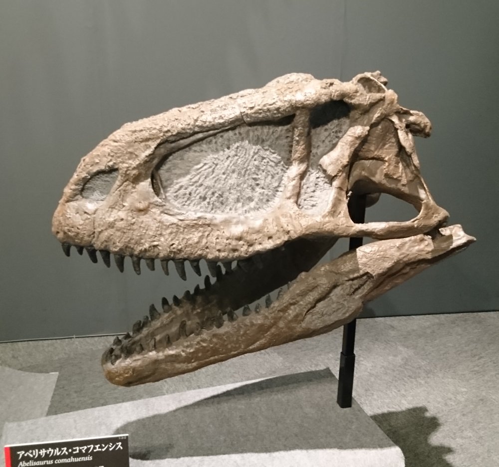 kta92751434's tweet photo. 2018開催の福井県立恐竜博物館特別展『獣脚類_鳥に進化した肉食恐竜たち』より
#Abelisaurus comahuensis #アベリサウルス
#Allosaurus fragilis #アロサウルス
#Alxasaurus elesitaiensis #アラシャサウルス
#Anchiornis huxleyi #アンキオルニス
あまりにも凄かったから、全部紹介したい！ https://t.co/IM0KzL9jeg