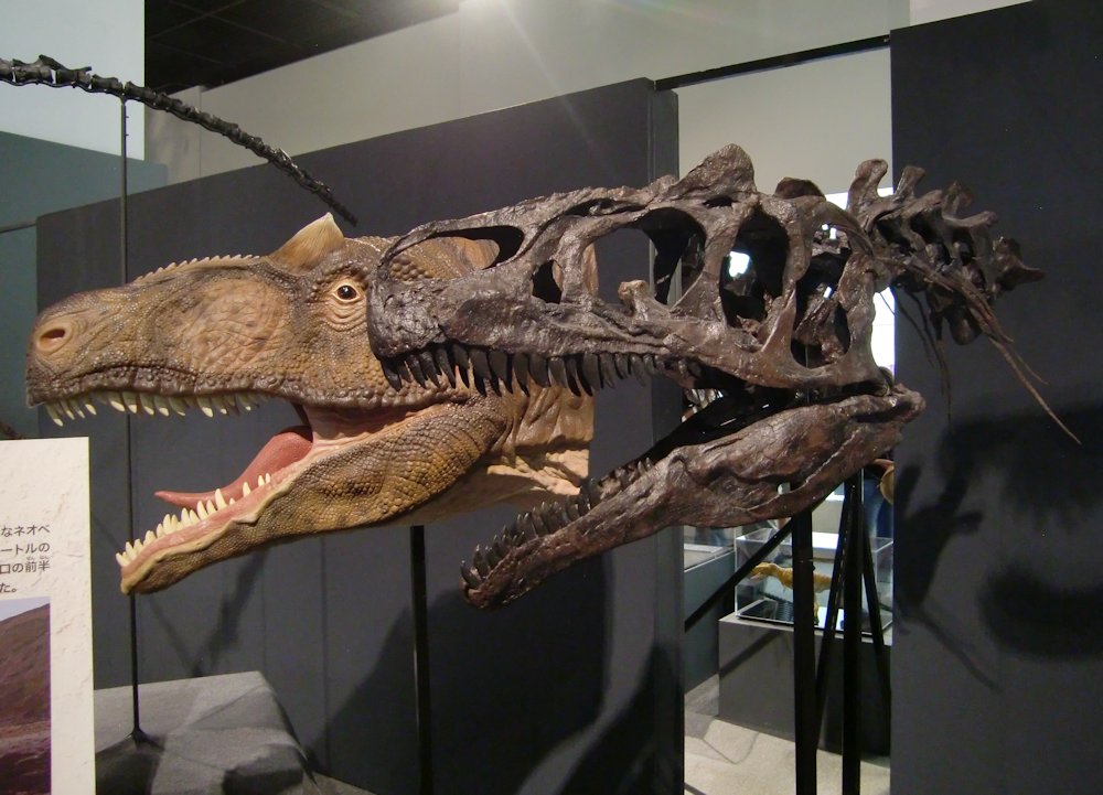 kta92751434's tweet photo. 2018開催の福井県立恐竜博物館特別展『獣脚類_鳥に進化した肉食恐竜たち』より
#Abelisaurus comahuensis #アベリサウルス
#Allosaurus fragilis #アロサウルス
#Alxasaurus elesitaiensis #アラシャサウルス
#Anchiornis huxleyi #アンキオルニス
あまりにも凄かったから、全部紹介したい！ https://t.co/IM0KzL9jeg