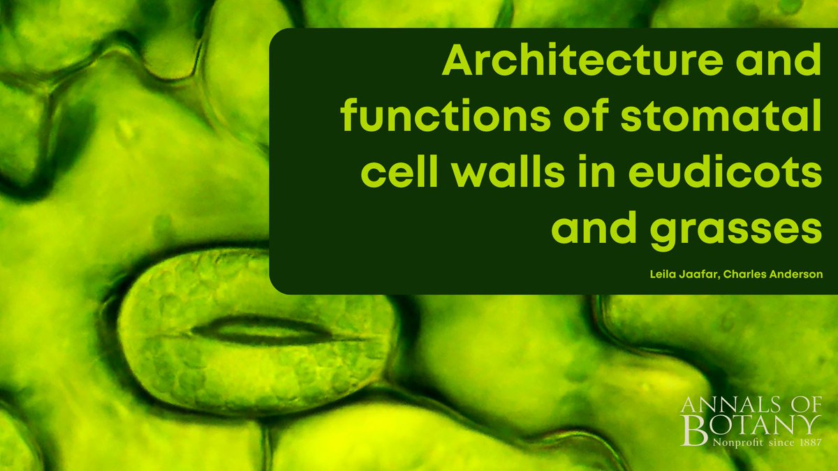 Annals of Botany (@annbot) on Twitter photo 🍃Join us to learn about the newly published paper ‘Architecture and functions of stomatal cell walls in eudicots and grasses’ in <a href="/annbot/">Annals of Botany</a> by <a href="/leilaJfr/">Leila Jaafar</a> & <a href="/CAndersonLab/">Charlie Anderson</a> (1/7)
👉 botany.fyi/v50pjd
#AoBpapers #Botany #PlantScience 🍃Join us to learn about the newly published paper ‘Architecture and functions of stomatal cell walls in eudicots and grasses’ in <a href="/annbot/">Annals of Botany</a> by <a href="/leilaJfr/">Leila Jaafar</a> & <a href="/CAndersonLab/">Charlie Anderson</a> (1/7)
👉 botany.fyi/v50pjd
#AoBpapers #Botany #PlantScience